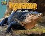 Black SpinyTailed Iguana Lizard Lightning