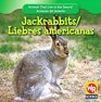 Jackrabbits/ Liebres Americanas