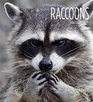 Raccoons Living Wild