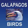 Galapagos Birds Wildlife Photographs from Ecuador's Galapagos Archipelago the Encantadas or Enchanted Isles and the Words of Herman Melville  FitzRoy