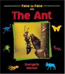 The Ant Energetic Worker