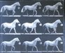 Motion and Document Sequence and Time Eadweard Muybridge and Contemporary American Photography