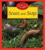 Snails And Slugs