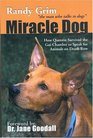 Miracle Dog: How Quentin Survived The Gas Chamber To Speak For Animals On Death Row