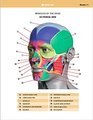 Anatomy of Facial Expression