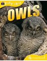 Animal Lives Owls