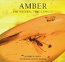 Amber The natural time capsule