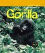 Animals in Danger Mountain Gorilla