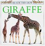 See How They Grow Giraffe