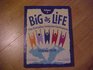 Big As Life Volume 2 The Everyday Inclusive Curriculum