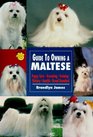 Guide to Owning a Maltese Puppy Care Grooming Training History Health Breed Standard