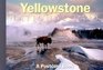 Yellowstone National Park A Postcard Book