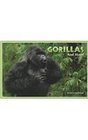 Gorillas and More