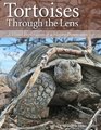Tortoises Through the Lens A Visual Exploration of a Mojave Desert Icon