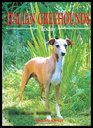 Italian Greyhounds Today