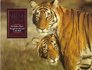 A Tiger's Tale The Indian Tiger's Struggle for Survival in the Wild
