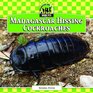 Madagascar Hissing Cockroaches