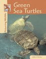 Returning Wildlife  Green Sea Turtles