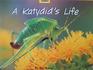 A Katydid's Life