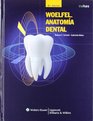 Woelfel Anatomia Dental