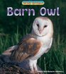 Wild Britain Barn Owl  Barn Owl