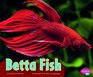Betta Fish (Pebble Plus: Colorful World of Animals)