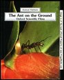 The Ant on the Ground