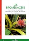 Les bromliaces