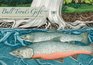 Bull Trout's Gift A Salish Story about the Value of Reciprocity