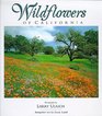 Wildflowers of California Indepth Photographic Study of California Native Wildflowers by a Leading Landscape Photographer