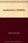 Audubon's Wildlife 2