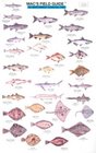 Mac's Field Guide to Northwest Coastal Fish