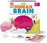 The Human Brain Build Your Own Model of the Amazing Human Brain