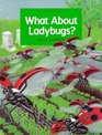 What About Ladybugs