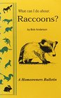 What can I do about Raccoons