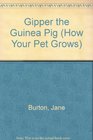 Gipper The Guinea Pig (How Your Pet Grows)