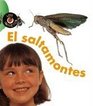 El Saltamontes / Grasshopper