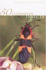 50 Common Insects of the Southwest