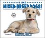 I Like MixedBreed Dogs