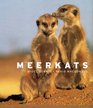 Meerkats