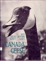 Canada Geese