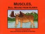 Muscles  Bull Moose from Anchorage