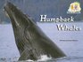 Humpback Whales