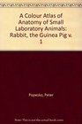 A Colour Atlas of the Anatomy of Small Laboratory Animals Volume I