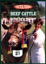 Beef Cattle Breeding Feeding and Showing