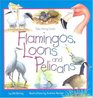 Flamingos Loons And Pelicans