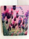 Lavender the New Zealand Gardener's Guide