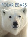 Amazing Animals Polar Bears