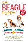 Your Beagle Puppy Month by Month