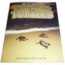 Lbd G4q Nf Turning the Tide for Turtles